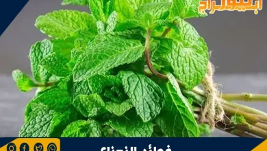 فوائد النعناع