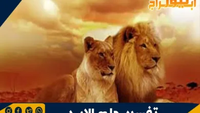 تفسير حلم الأسد