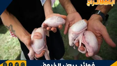 فوائد بيض الخروف