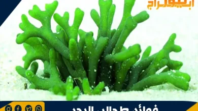 فوائد طحالب البحر