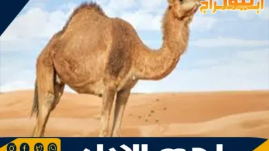 لماذا لحم الإبل ينقض الوضوء؟ دراسة فقهية تفصيلية 4 لماذا لحم الإبل ينقض الوضوء