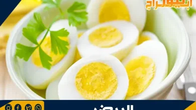 مكونات البيض