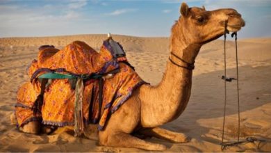 تفسير الجمل في الحلم: دلالات ورموز ومعانٍ مختلفة 7 تفسير الجمل في الحلم