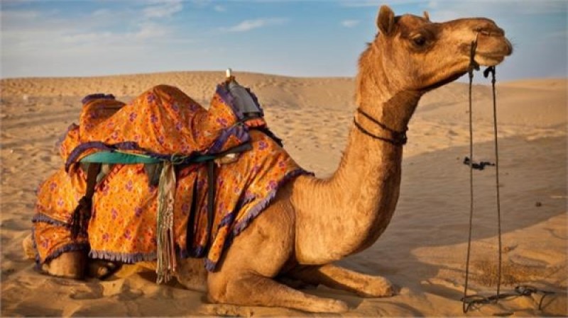 تفسير الجمل في الحلم
