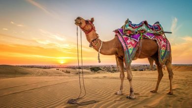 تفسير حلم رؤية الجمل في المنام ودلالاته المختلفة -ابراج نيوز 10 رؤية الجمل في المنام