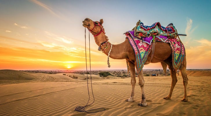 رؤية الجمل في المنام