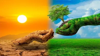 أهمية النباتات في توازن النظام البيئي: سر الحياة على كوكب الأرض 11 أهمية النباتات