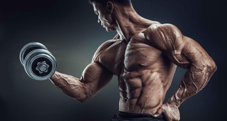 بناء العضلات للمبتدئين