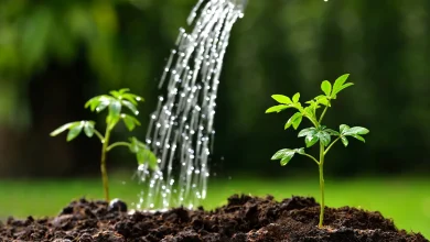 كيف تساهم النباتات في التوازن البيئي والحفاظ على حياة الكوكب واستدامة الطبيعة 8 كيف تساهم النباتات في التوازن البيئي