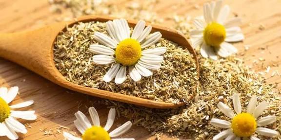 فوائد البابونج 1 images 93